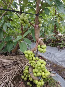 Beautiful Fruit-Bearing Bonsai Trees: Unique Indoor Plants for Prosperity, Luck, and Elegant Home Decor Inspiration-1