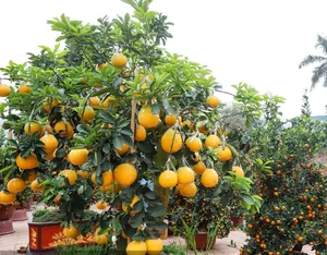 Beautiful Fruit-Bearing Bonsai Trees: Unique Indoor Plants for Prosperity, Luck, and Elegant Home Decor Inspiration-6