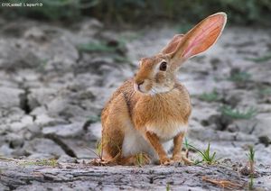 Discover Amazing Facts About Wild Rabbits in Nature-8