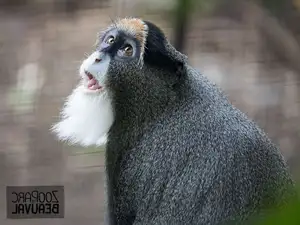Discover the De Brazza's Monkey – Mysterious Primate with Africa's Most Unique Appearance-4