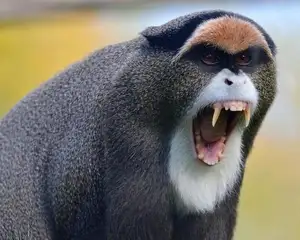 Discover the De Brazza's Monkey – Mysterious Primate with Africa's Most Unique Appearance-1