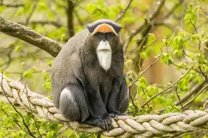 Discover the De Brazza's Monkey – Mysterious Primate with Africa's Most Unique Appearance-5