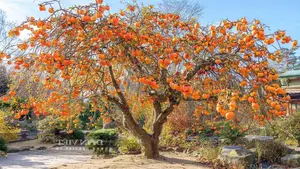 Persimmon Tree: A Symbol of Luck and Prosperity Cherished by Ancestors | 023108-0