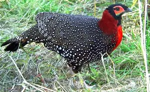 Explore Great Himalayan National Park - Where rugged terrain meets magical turquoise rivers-3