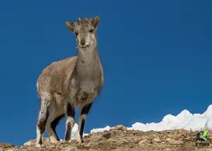 Explore Great Himalayan National Park - Where rugged terrain meets magical turquoise rivers-6