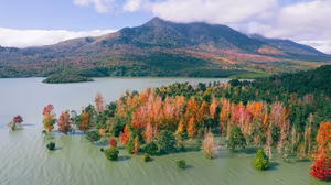 Khe Sanh's Red Leaf Season: Discover the Stunning Natural Beauty of Vietnam's Forest-6