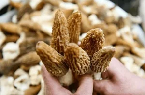 Morel Mushrooms: The Rare Forest Gems That Captivate Culinary Enthusiasts Worldwide-6