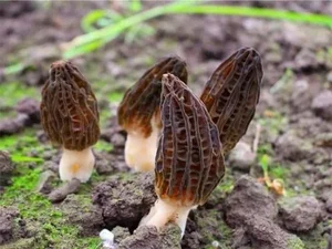 Morel Mushrooms: The Rare Forest Gems That Captivate Culinary Enthusiasts Worldwide-9