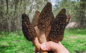 Morel Mushrooms: The Rare Forest Gems That Captivate Culinary Enthusiasts Worldwide-0