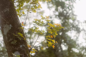 Ba Vi View Embrace Sunrise Over Cloud Sea Enjoy Fresh Autumn Air-5