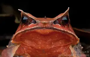 Discover the Malay Horned Frog – A Bizarre Amphibian with Eye Spikes, Master of Jungle Camouflage-1