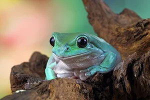 Meet the Dumpy Tree Frog: A Guide to the Iconic Australian Green Tree Frog (Litoria caerulea) and Its Unique Characteristics-4