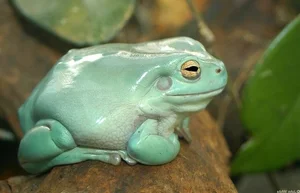 Meet the Dumpy Tree Frog: A Guide to the Iconic Australian Green Tree Frog (Litoria caerulea) and Its Unique Characteristics-1
