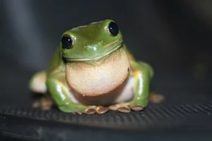 Meet the Dumpy Tree Frog: A Guide to the Iconic Australian Green Tree Frog (Litoria caerulea) and Its Unique Characteristics-7