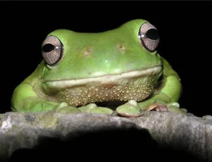 Meet the Dumpy Tree Frog: A Guide to the Iconic Australian Green Tree Frog (Litoria caerulea) and Its Unique Characteristics-8