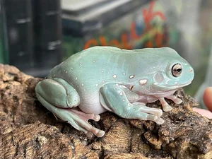 Meet the Dumpy Tree Frog: A Guide to the Iconic Australian Green Tree Frog (Litoria caerulea) and Its Unique Characteristics-3