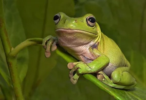 Meet the Dumpy Tree Frog: A Guide to the Iconic Australian Green Tree Frog (Litoria caerulea) and Its Unique Characteristics-2