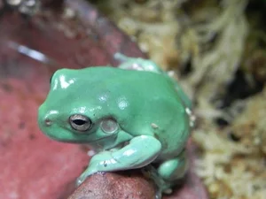 Meet the Dumpy Tree Frog: A Guide to the Iconic Australian Green Tree Frog (Litoria caerulea) and Its Unique Characteristics-5