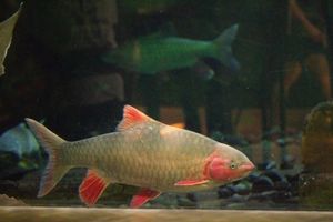 Northwestern Bong Fish: Royal Delicacy, Attracts Connoisseurs-3