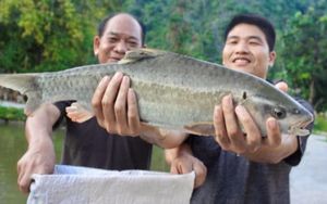 Northwestern Bong Fish: Royal Delicacy, Attracts Connoisseurs-2