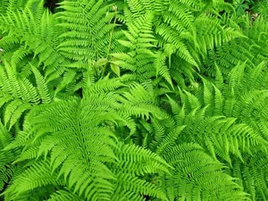 Discover the Secret History of Ferns: Prehistoric Survivors That Dominated the World Long Before Dinosaurs and Their Modern Evolution-1