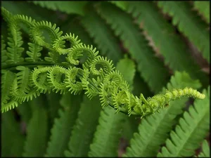 Discover the Secret History of Ferns: Prehistoric Survivors That Dominated the World Long Before Dinosaurs and Their Modern Evolution-0