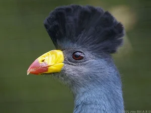 Discover the Stunning Great Blue Turaco: Africa's Largest and Most Vibrant Tropical Forest Bird (Corythaeola cristata)-3