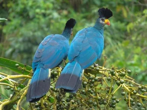 Discover the Stunning Great Blue Turaco: Africa's Largest and Most Vibrant Tropical Forest Bird (Corythaeola cristata)-0
