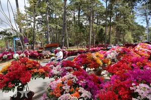 Experience the Vibrant Da Lat Tet Flower Market: A Colorful Celebration for Lunar New Year 2026 in Vietnam’s Iconic City of Flowers-8