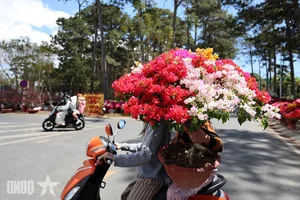 Experience the Vibrant Da Lat Tet Flower Market: A Colorful Celebration for Lunar New Year 2026 in Vietnam’s Iconic City of Flowers-4