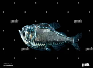 Discover the Mysterious Pacific Hatchetfish: A Deep-Sea Marvel with Bioluminescent Glow and Unique Hatchet-Shaped Body-0