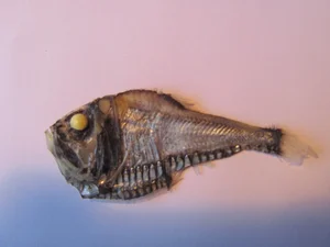 Discover the Mysterious Pacific Hatchetfish: A Deep-Sea Marvel with Bioluminescent Glow and Unique Hatchet-Shaped Body-5