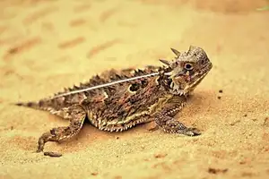 Discover the Texas Horned Lizard: The armored reptile that sprays blood from its eyes for unique self-defense-6
