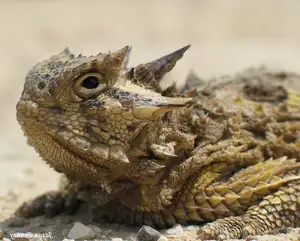 Discover the Texas Horned Lizard: The armored reptile that sprays blood from its eyes for unique self-defense-8