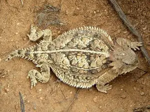 Discover the Texas Horned Lizard: The armored reptile that sprays blood from its eyes for unique self-defense-0