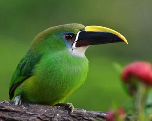 Enchanting Emerald: Discover the Hidden Jewel of Central America's Lush Cloud Forests-0