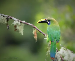 Enchanting Emerald: Discover the Hidden Jewel of Central America's Lush Cloud Forests-4
