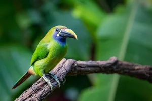Enchanting Emerald: Discover the Hidden Jewel of Central America's Lush Cloud Forests-2