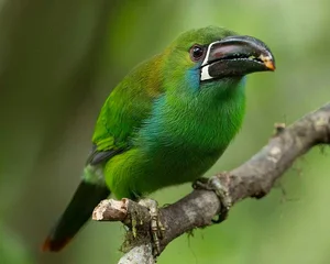 Enchanting Emerald: Discover the Hidden Jewel of Central America's Lush Cloud Forests-8