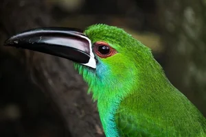 Enchanting Emerald: Discover the Hidden Jewel of Central America's Lush Cloud Forests-5