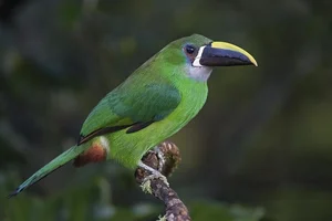Enchanting Emerald: Discover the Hidden Jewel of Central America's Lush Cloud Forests-1