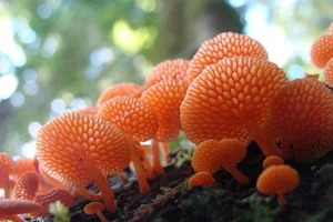 The Mysterious World of Fungi: Nature’s Fascinating Organisms That Are Neither Plants Nor Animals-6