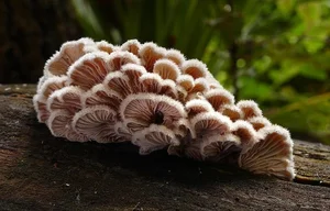 The Mysterious World of Fungi: Nature’s Fascinating Organisms That Are Neither Plants Nor Animals-5