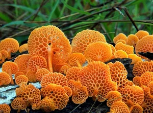 The Mysterious World of Fungi: Nature’s Fascinating Organisms That Are Neither Plants Nor Animals-3