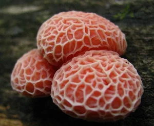 The Mysterious World of Fungi: Nature’s Fascinating Organisms That Are Neither Plants Nor Animals-0