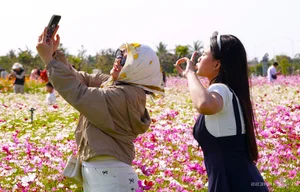 Discover the Stunning 2.5-Hectare Cosmos Flower Island in Ca Mau, Vietnam: A Vibrant Spring Floral Paradise for Nature Lovers and Photography Enthusiasts-2