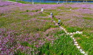 Discover the Stunning 2.5-Hectare Cosmos Flower Island in Ca Mau, Vietnam: A Vibrant Spring Floral Paradise for Nature Lovers and Photography Enthusiasts-3