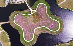 Discover the Stunning 2.5-Hectare Cosmos Flower Island in Ca Mau, Vietnam: A Vibrant Spring Floral Paradise for Nature Lovers and Photography Enthusiasts-7