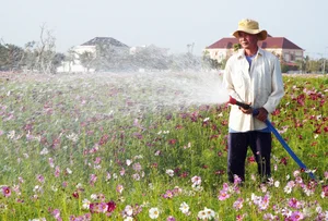 Discover the Stunning 2.5-Hectare Cosmos Flower Island in Ca Mau, Vietnam: A Vibrant Spring Floral Paradise for Nature Lovers and Photography Enthusiasts-1