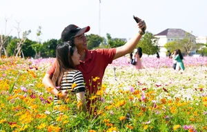 Discover the Stunning 2.5-Hectare Cosmos Flower Island in Ca Mau, Vietnam: A Vibrant Spring Floral Paradise for Nature Lovers and Photography Enthusiasts-0